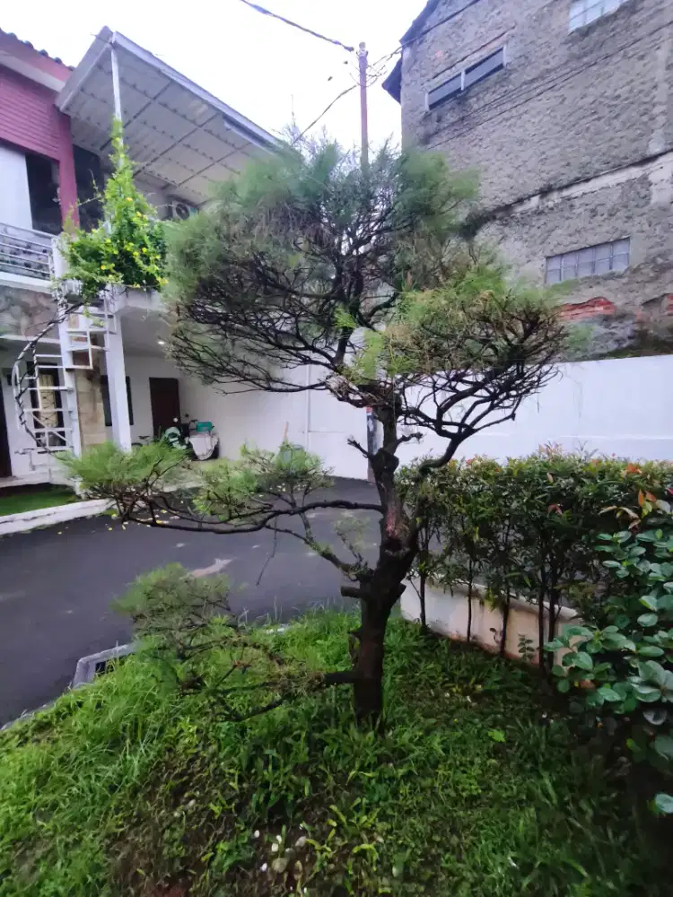 Dijual Pohon Cemara Udang dan berbagai tanaman lainnya