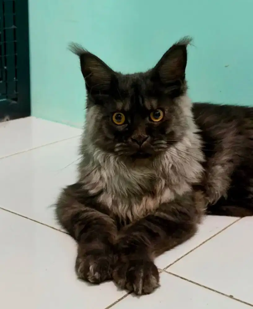 MAINECOON BLACKSMOKE MALE RARE PARENTS IMPORT