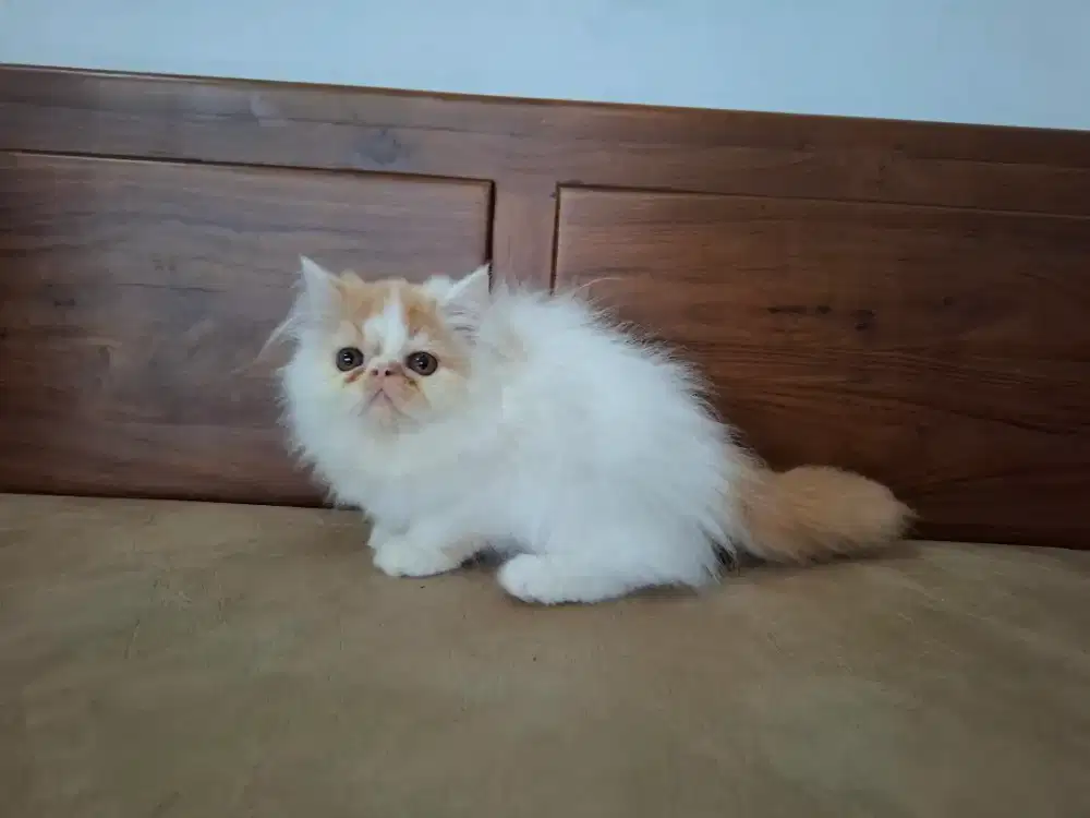 Persia Peaknose betina