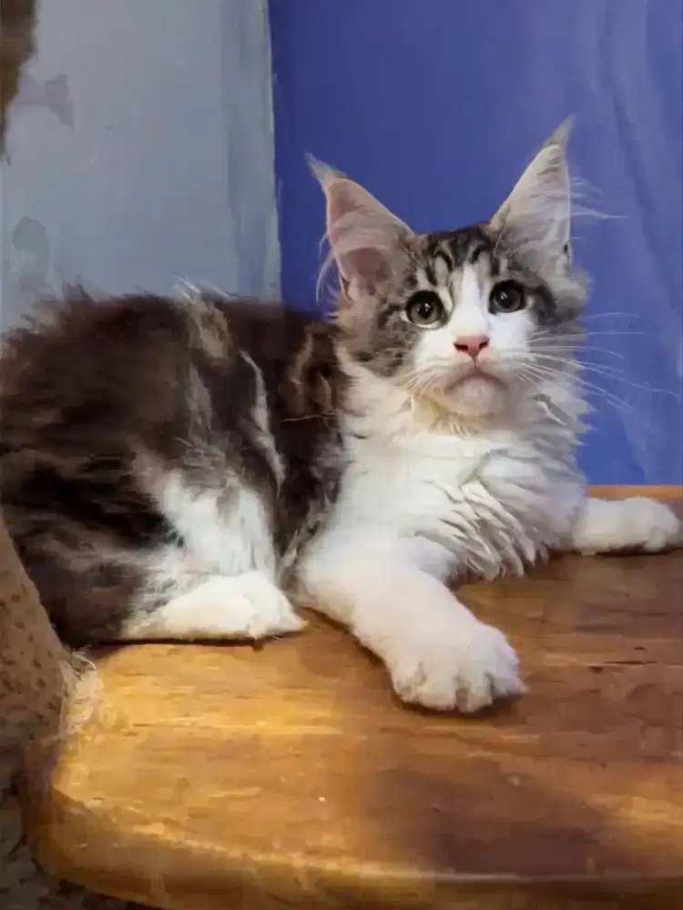 MAINECOON KITTEN SILVER TABBY BICO WHITE NONPED