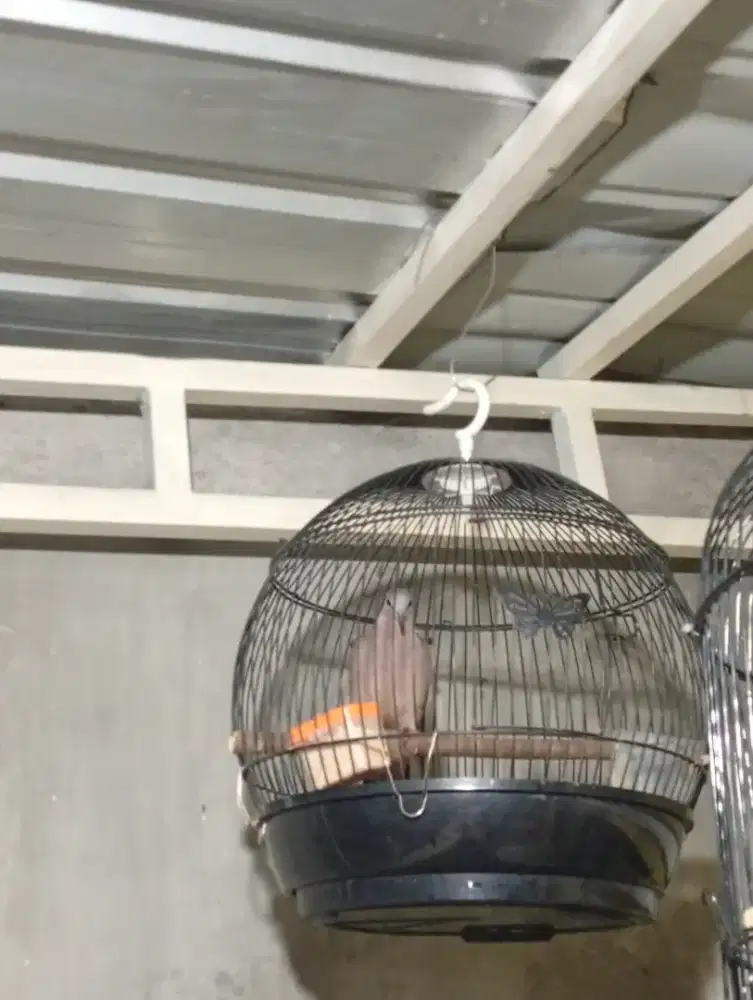 Jual burung derkuku lokal alam bunyi kuk 1