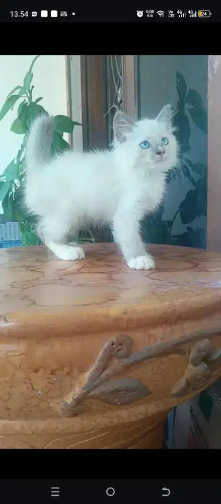 kucing Persia himalaya