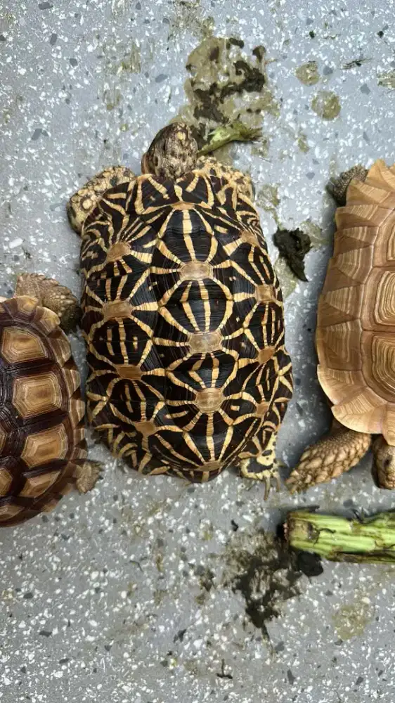 Indian star 21cm betina