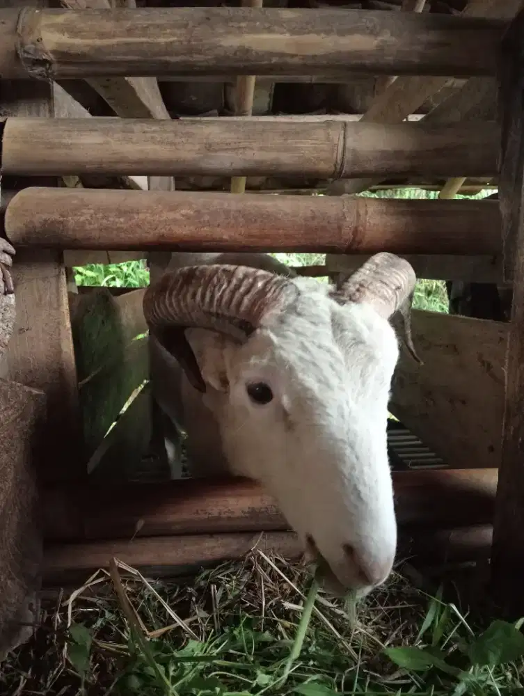 Domba/Kambing Qurban