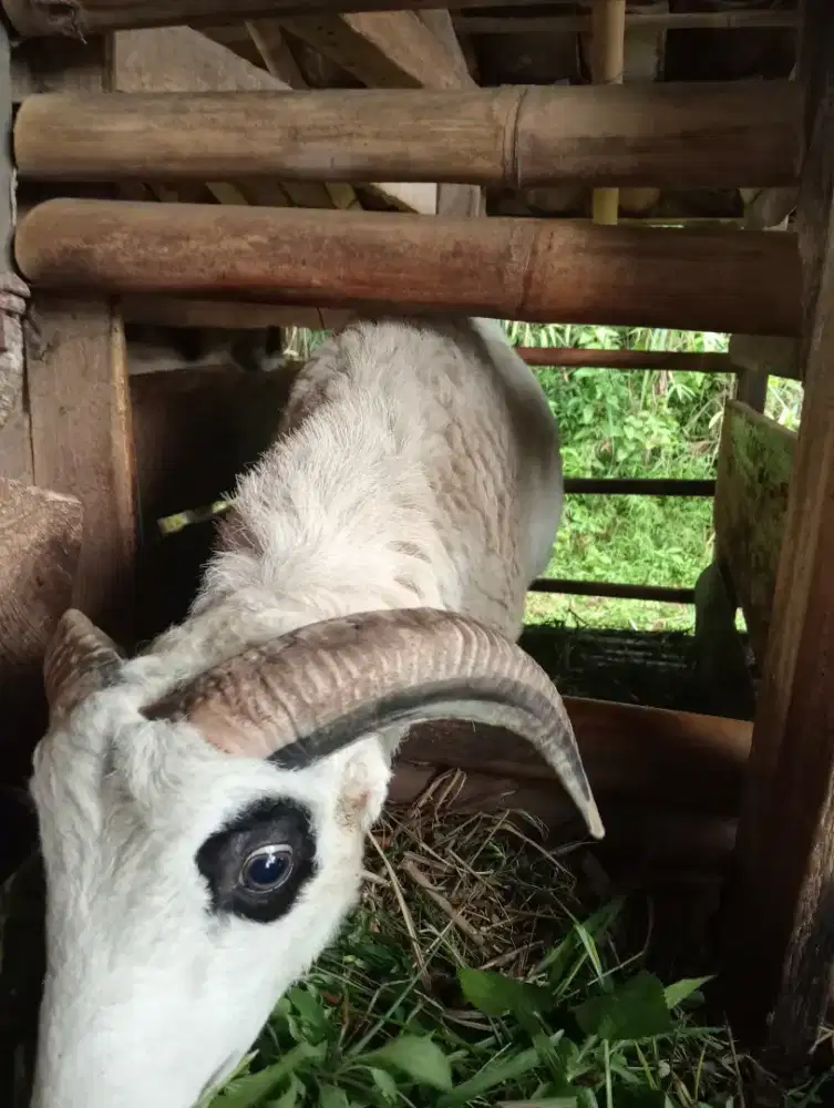 Domba/Kambing Qurban