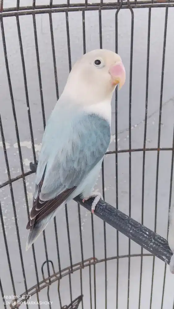 BIO blue jantan dewasa