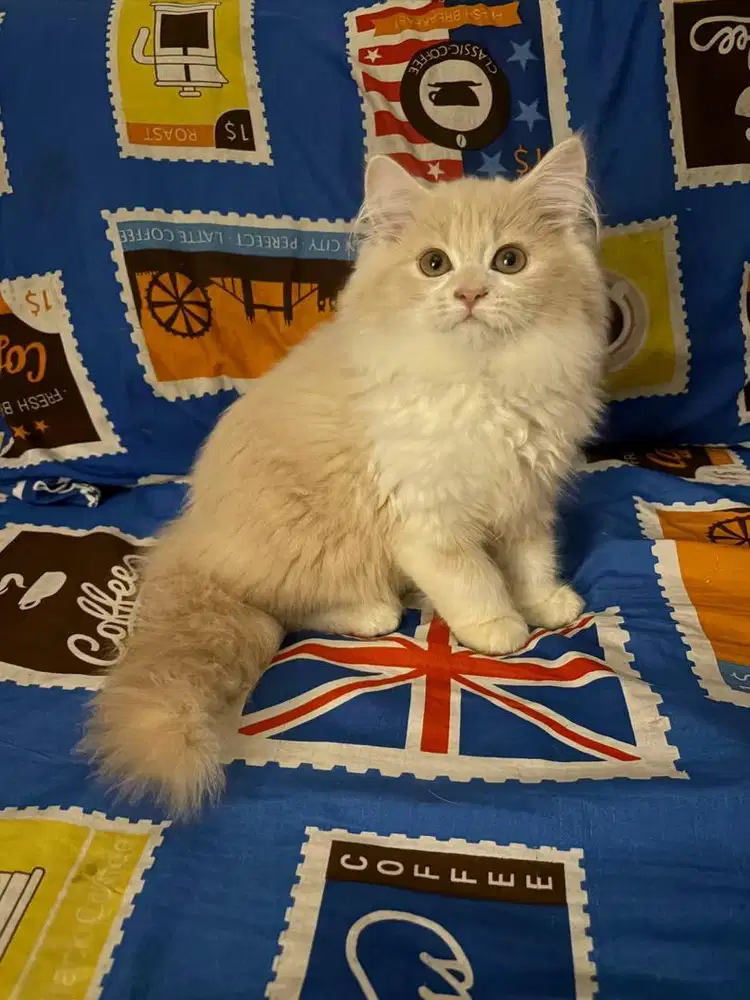 Ns jantan jalan 3bln