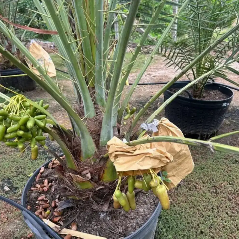 Bibit pohon korma pohon korma azwa dll