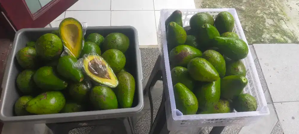 Alpukat lokal asli sukabumi