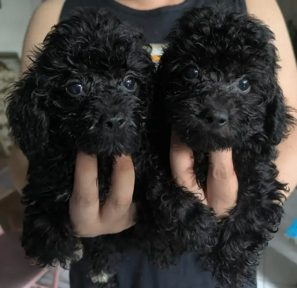 Black toy poodle
