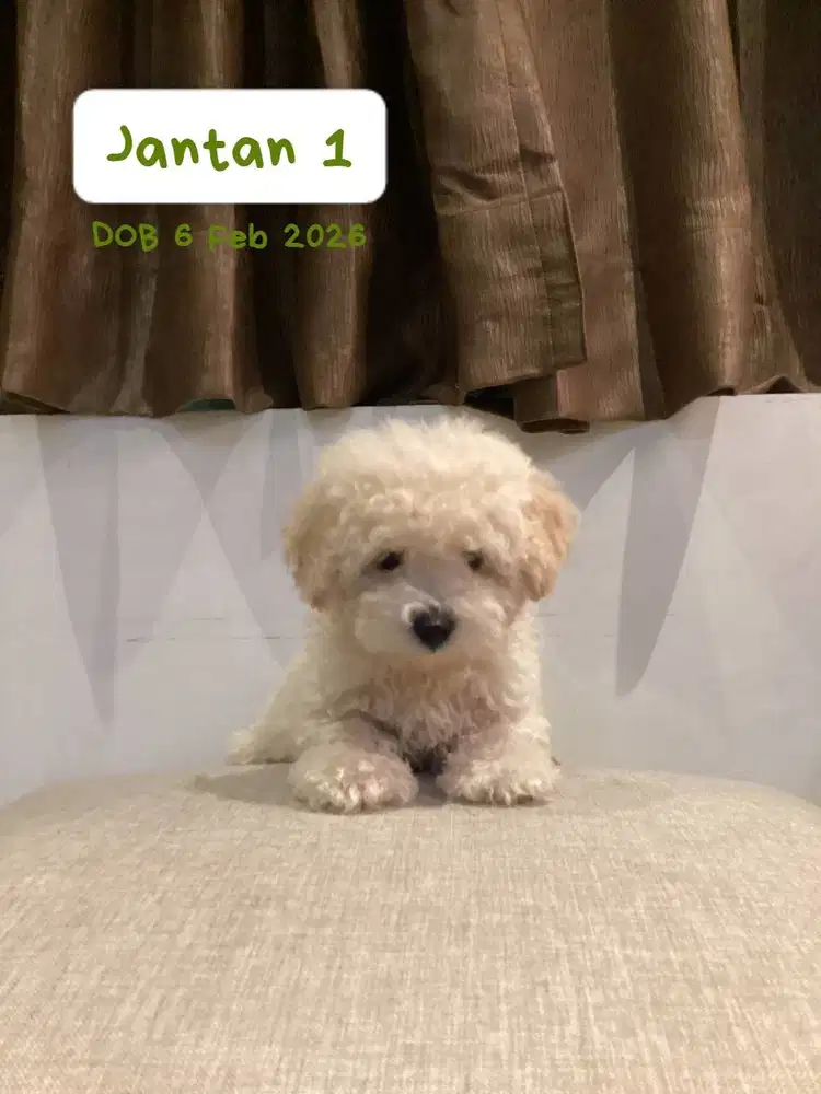 Toy Poodle Surabaya Jantan Light Apricot (Stambum & Vaksin Lengkap)