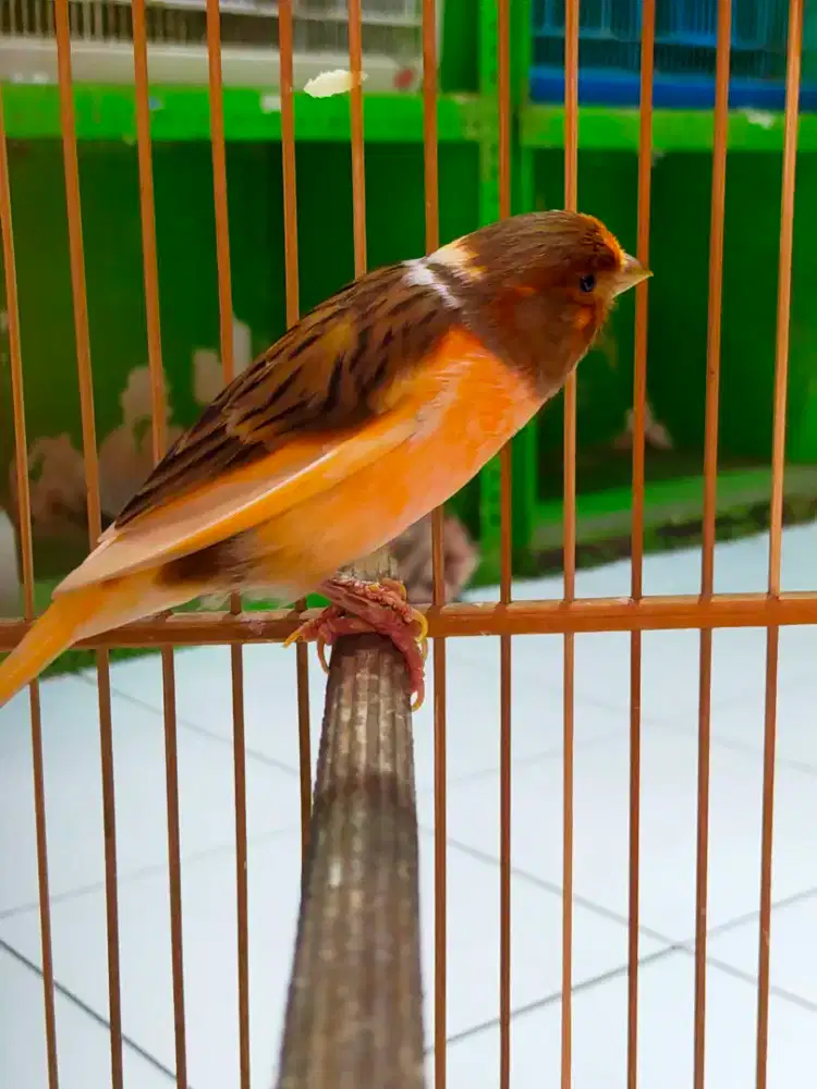 Burung kenari loper betina produksi