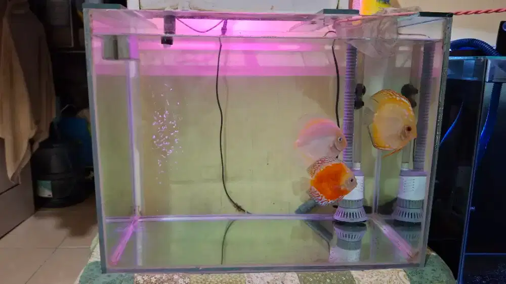 Aquarium ikan discus