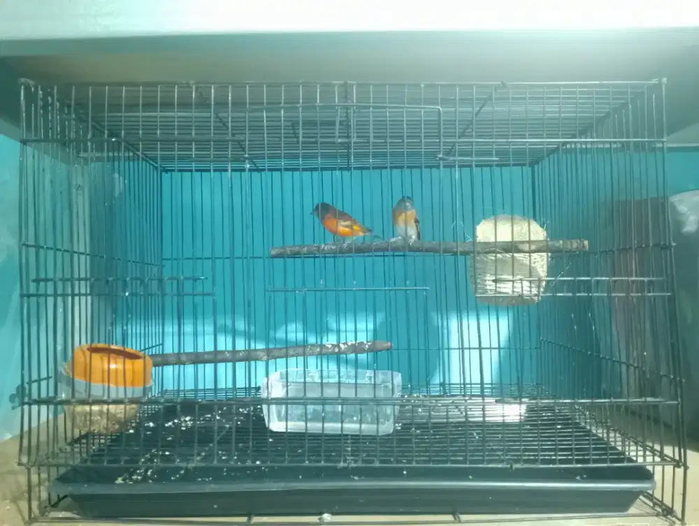 Burung Redsiskin Sepasang