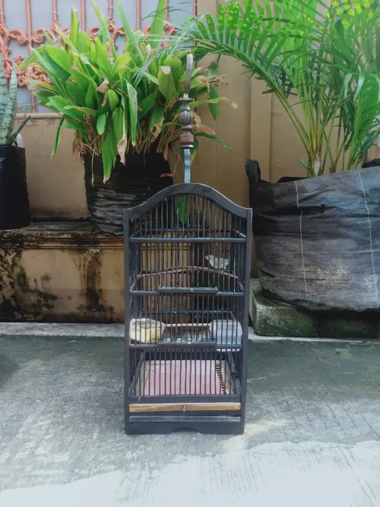 Burung Dakun Bali,rawatan,udah mapan,jual berikut kandangnya