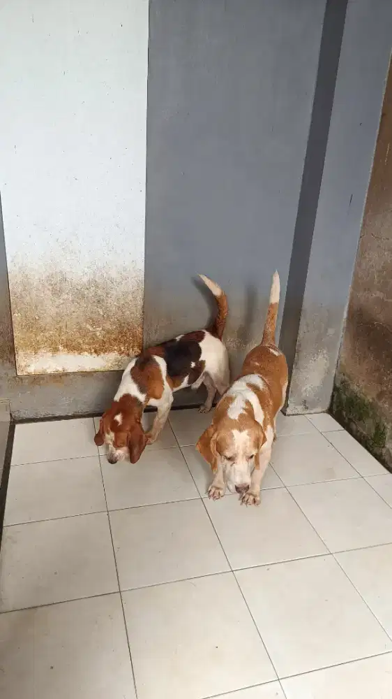 Stambum Beagle Jantan dan Betina