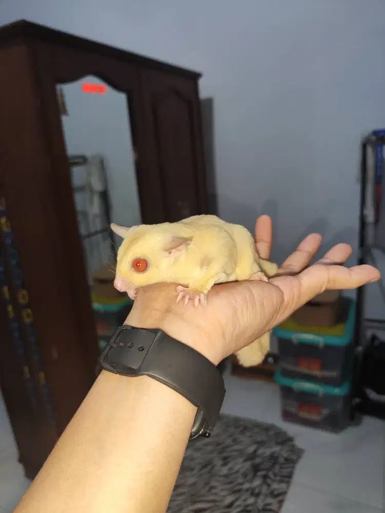 Sugar Glider betina 5 bulan. Creamoz het plat ph leu