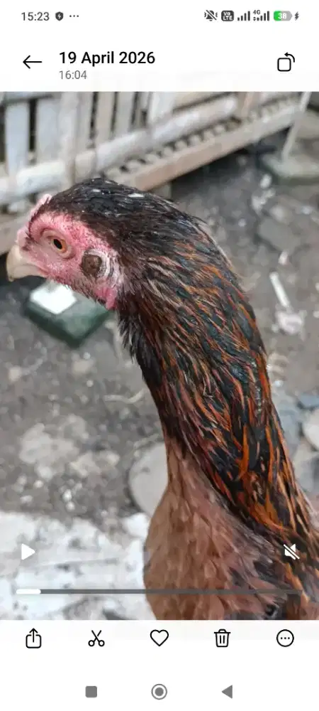 Ayam Bangkok Betina (Berjalu/Taji)