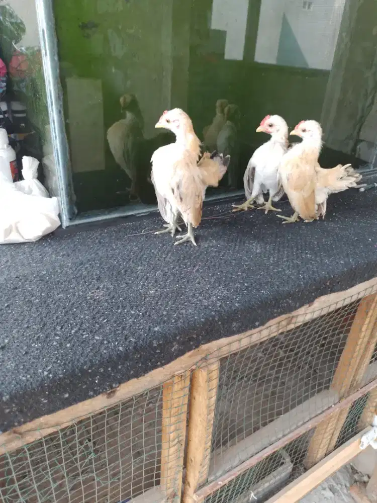 Ananakan Ayam serama ori dari indukan selam