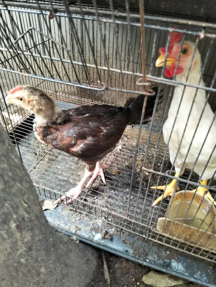 Ayam kampung anakan