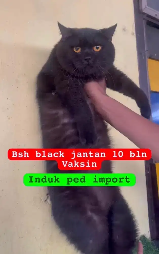 Kucing ras bsh pure no mix persia