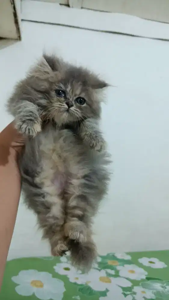 Kucing betina bulu kapas