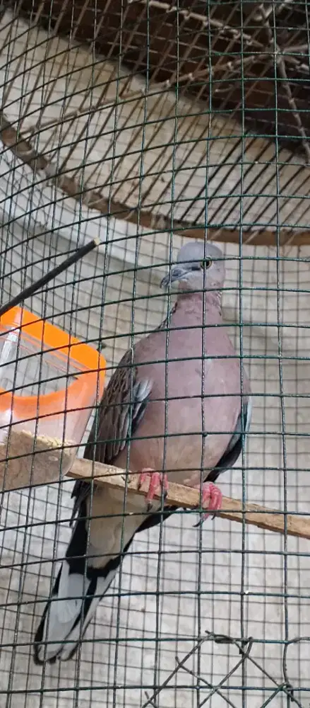 Tekukur kuk 2 paten lokal alam