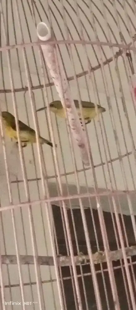 sepasang burung kecil