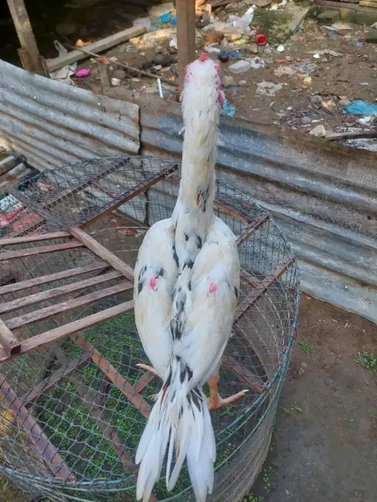 Remaja ayam ekor lidi