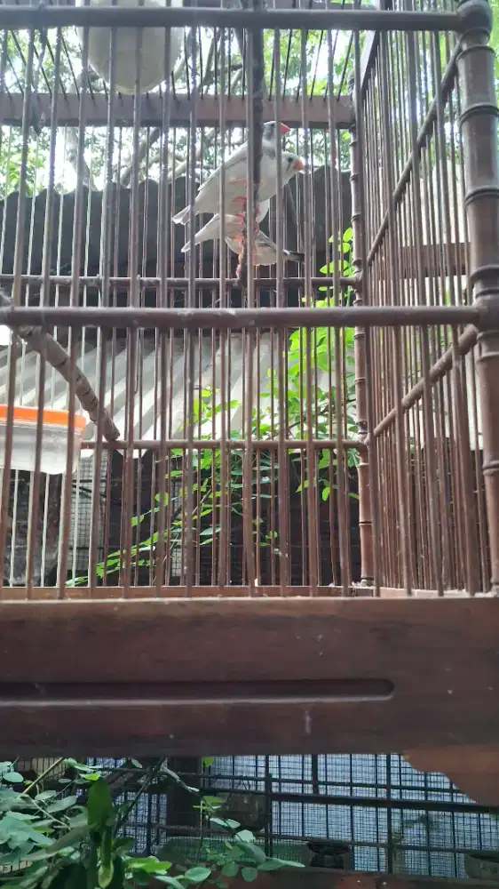 Zebra Finch aussi siapan