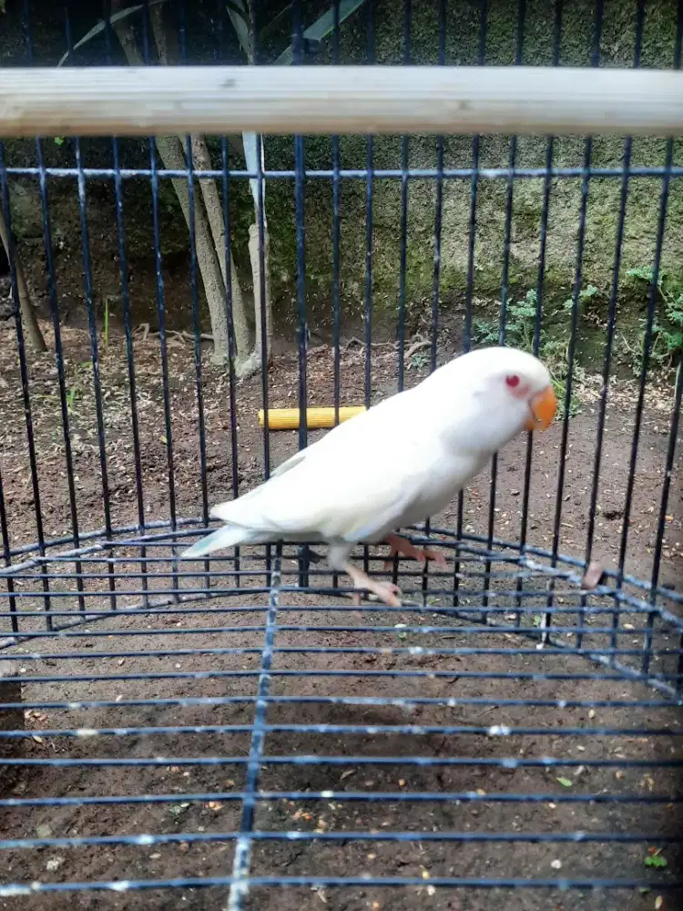 Lovebird NonKlep Mata Merah Jenis PF