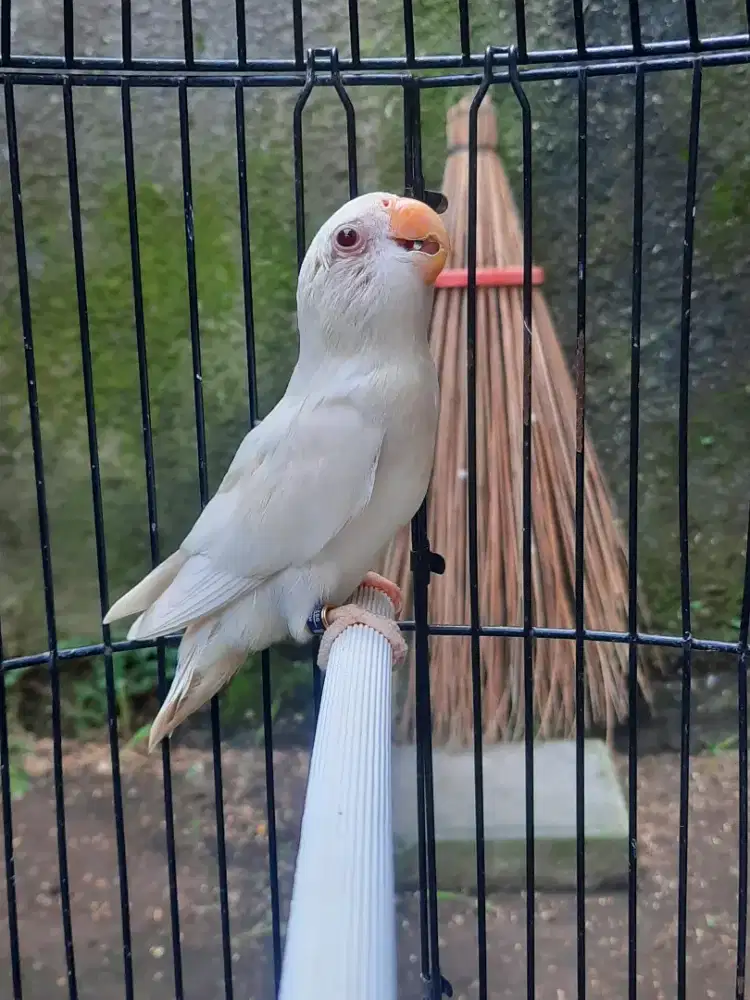 Burung Lovebird Albino Mata Merah NonKlep