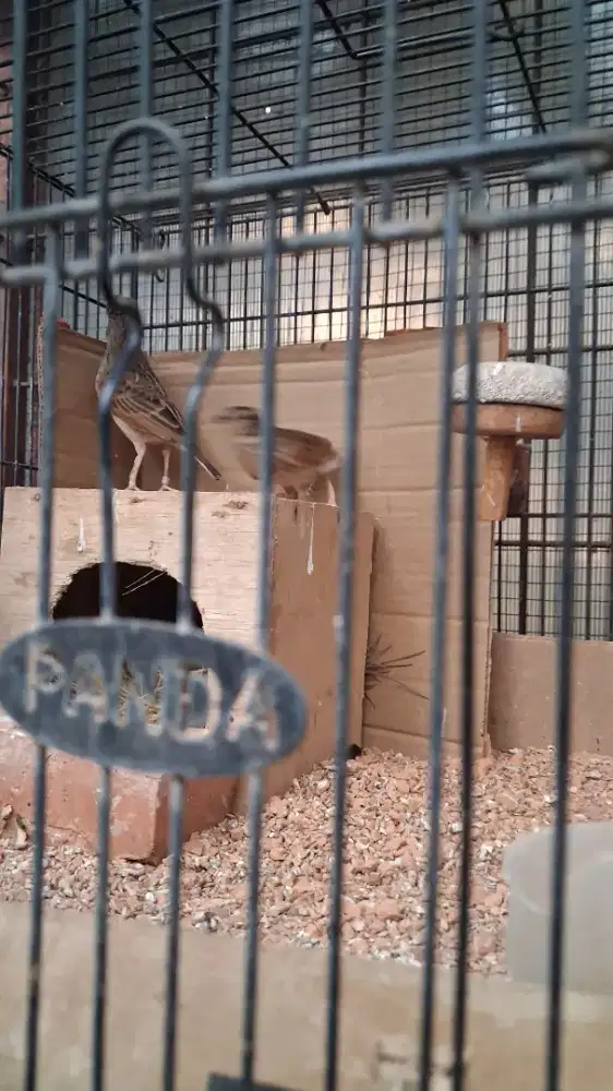 Branjangan Mirafra Javanica