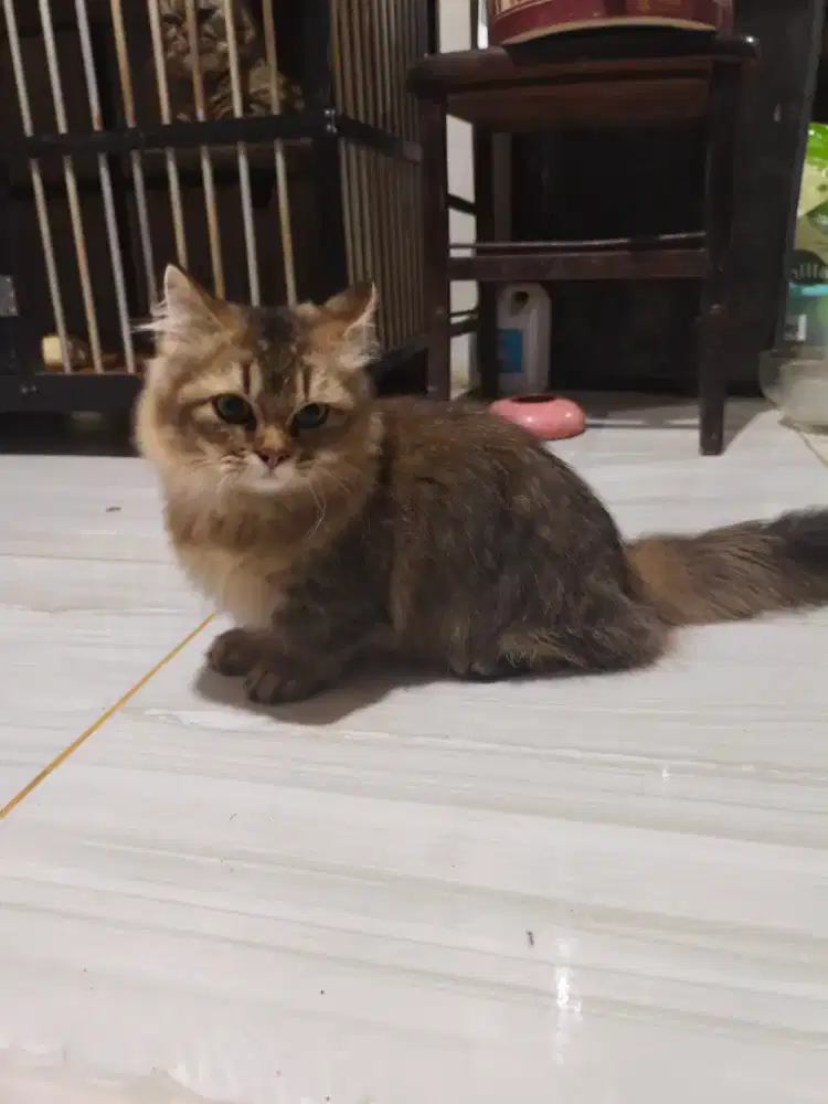 Kucing Munchkin x British Longhair Golden Black Jantan Bisa Kawin