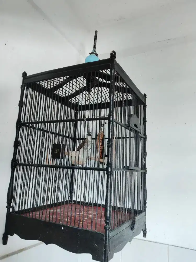 Jual crukcuk sama kndang ye murah aj rajin buyi jinak lalat