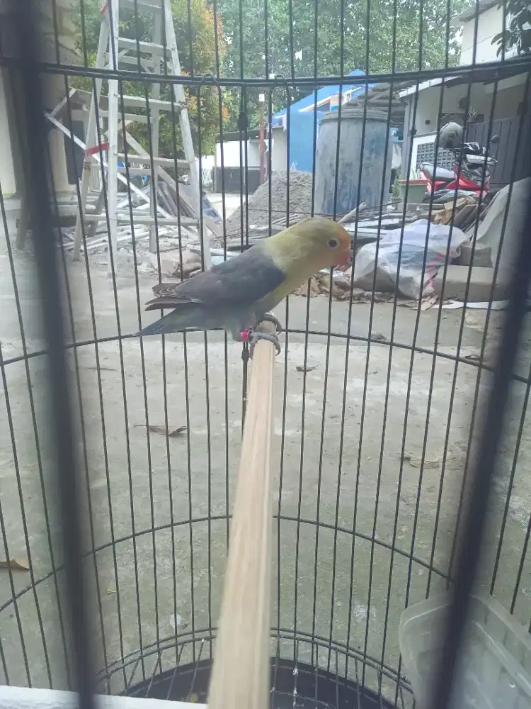 Lb balibu pb siap gantang