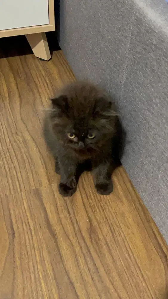 Kucing Persia 3 Bulan