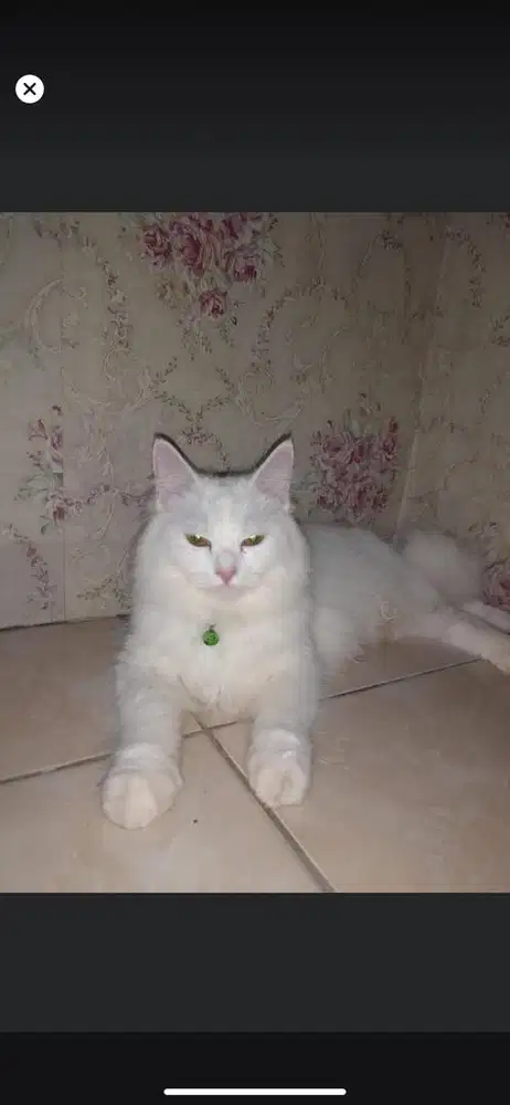 Kucing persmed jantan