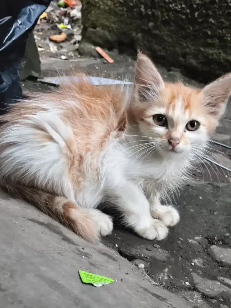 Kucing kitten persia mix betina
