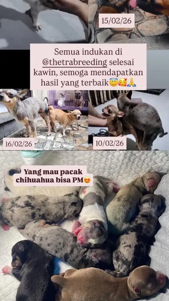 Puppy chihuahua dan pacak