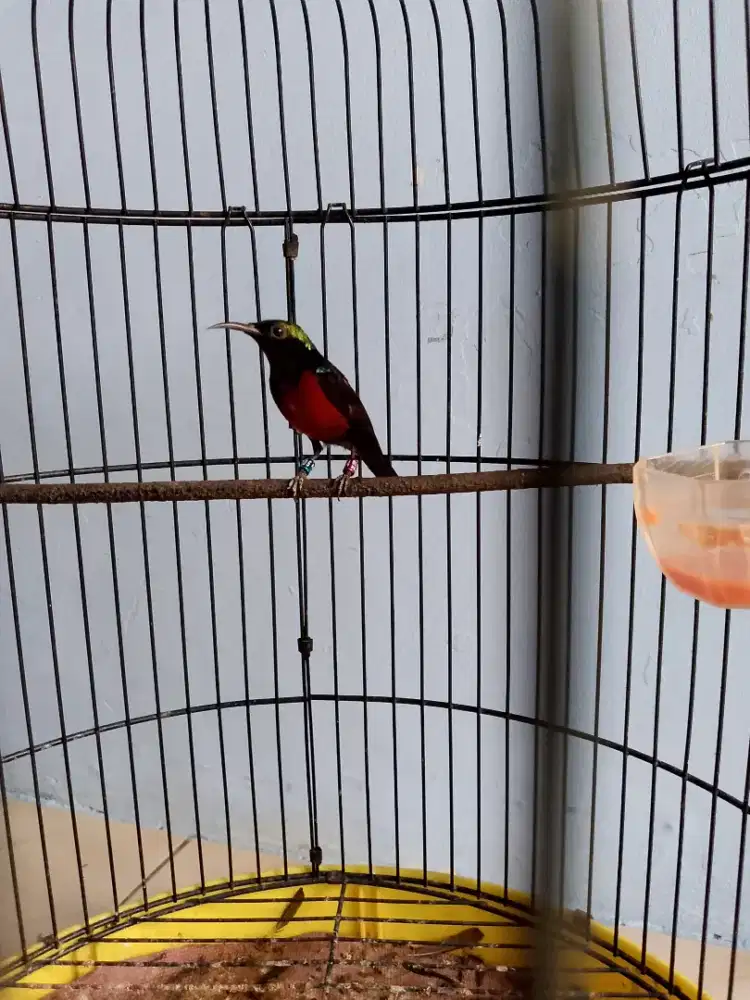 Kolibri konin dada cokelat