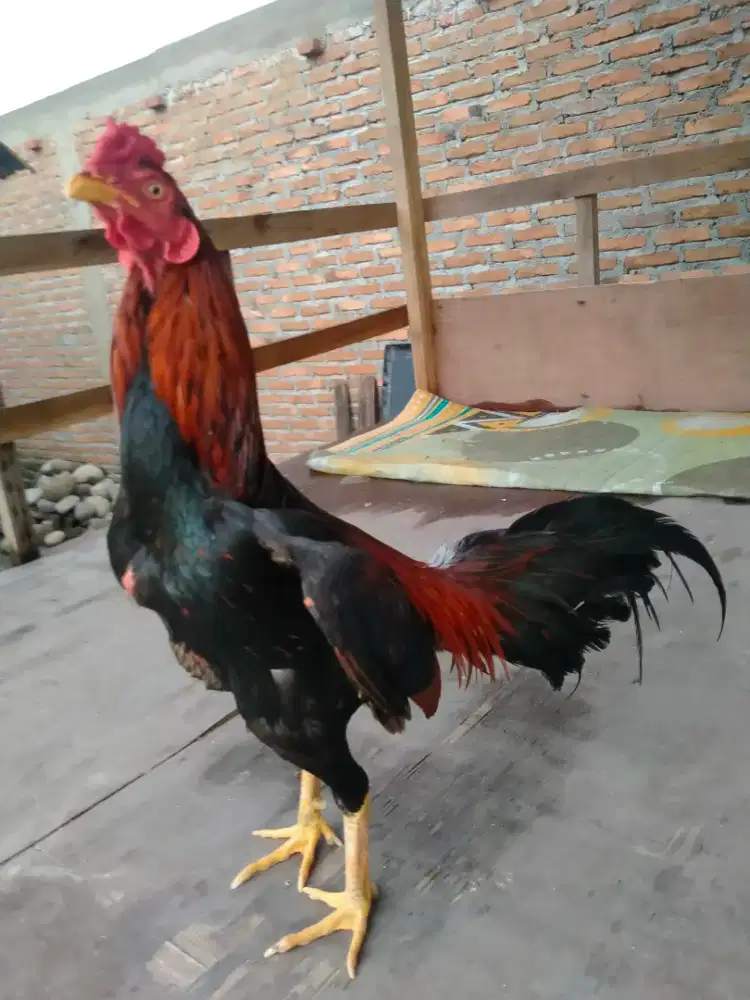 Ayam Jago Siam Birma