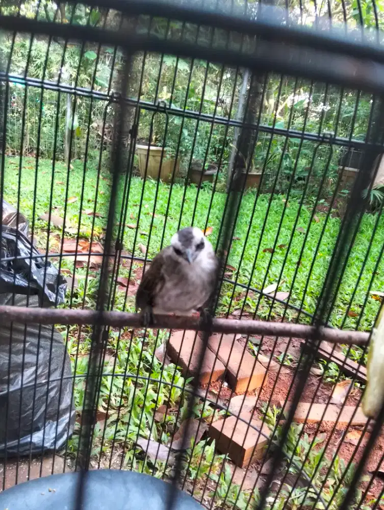 Burung trucukan dari lolohan jantan