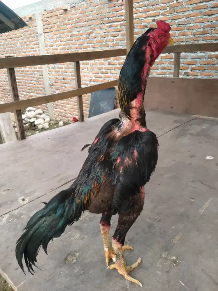 Pejantan Bangkok Selatan Tulangan Super