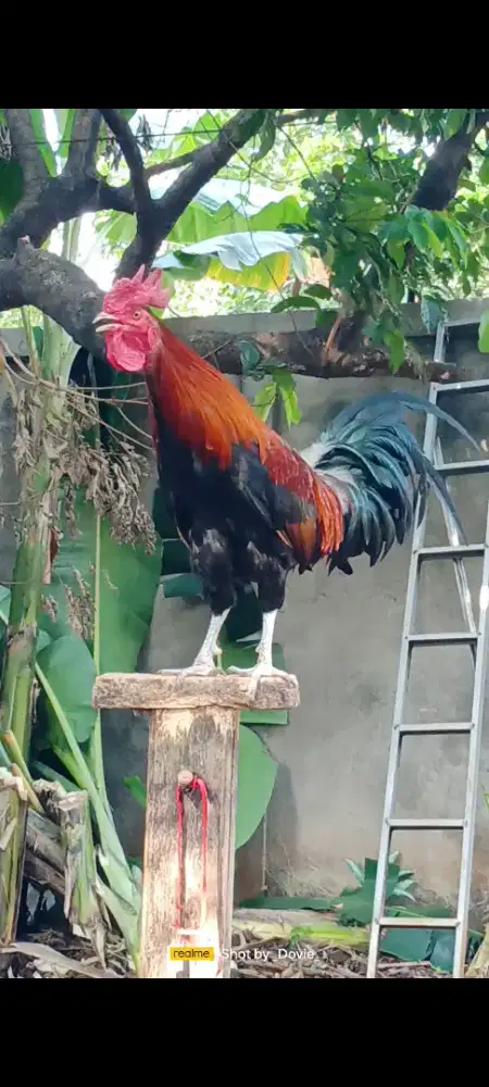 Ayam ketawa durasi