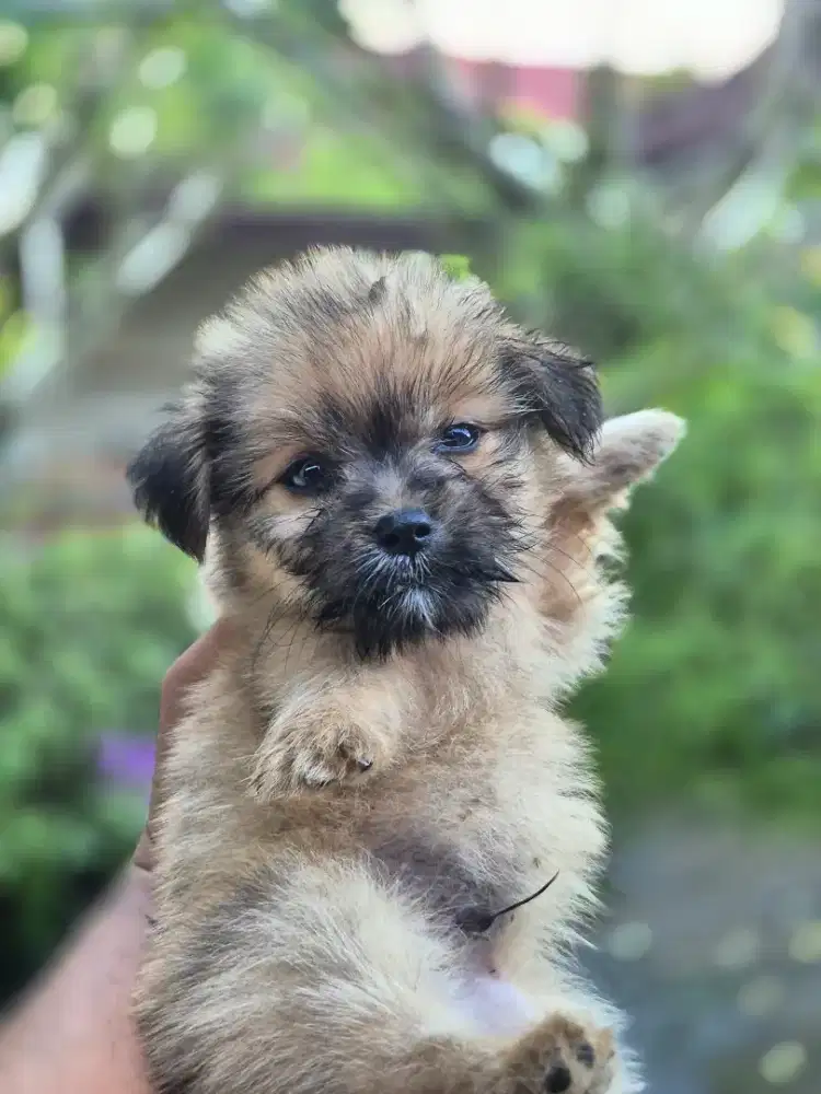 shitzu mix jantan cakep sekali