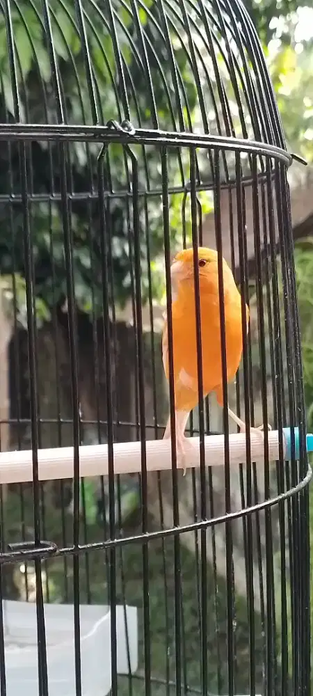 Jual kenari merlok jantan