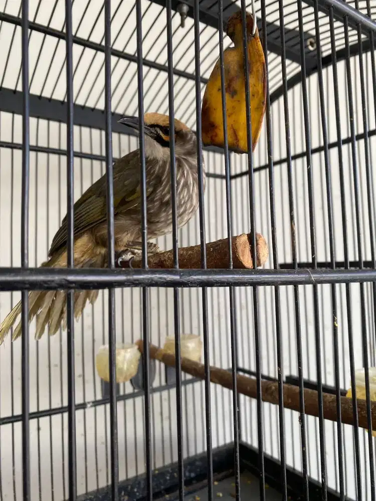 Cucak rowo sepasang dewasa gacor