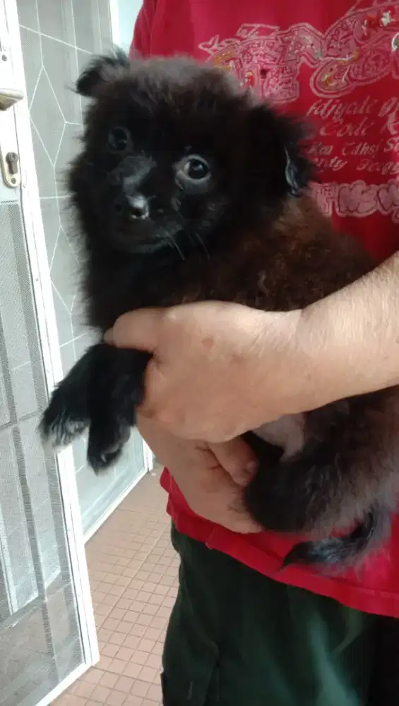 Minipom black betina