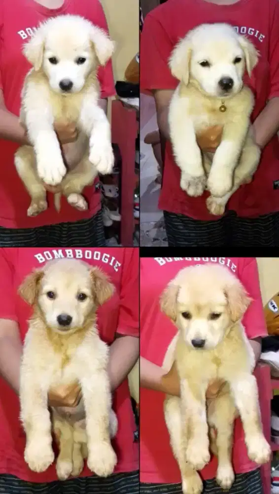 Jntan 4 ekor golden mix husky 7 minggu
